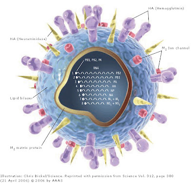 This handout explaining the basic unit of a red blood Blood cell cartoon