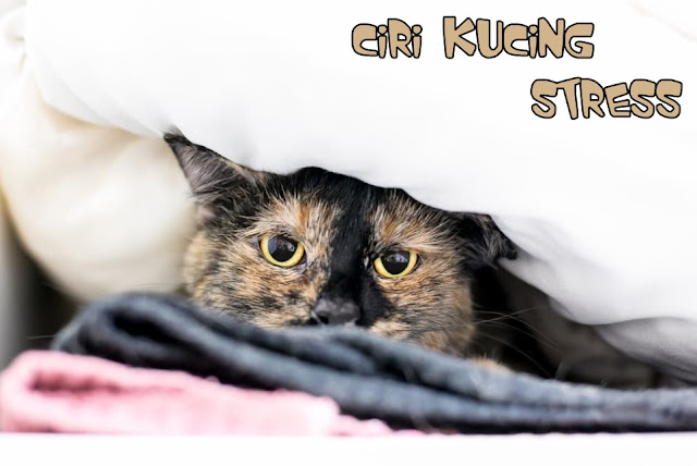 Ciri Kucing Persia Stress