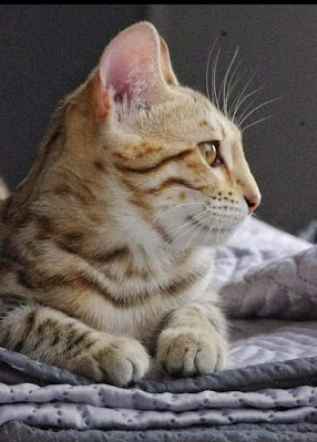 Sundara de Sweet Land Bengal, Bengal Brown Tabby Motif Spotted/Rosetted