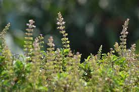 How to Stop Frequent Urination Naturally?