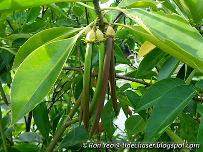 Bakau Putih (Bruguiera cylindrica)