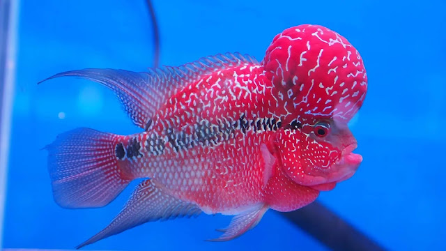 Flowerhorn Cichlid Fish