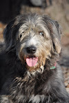 and Bentley