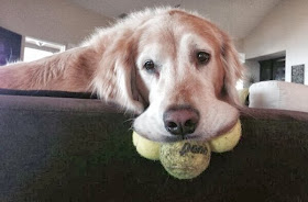 Cute dogs - part 9 (50 pics), golden retriever with three balls on his mouth