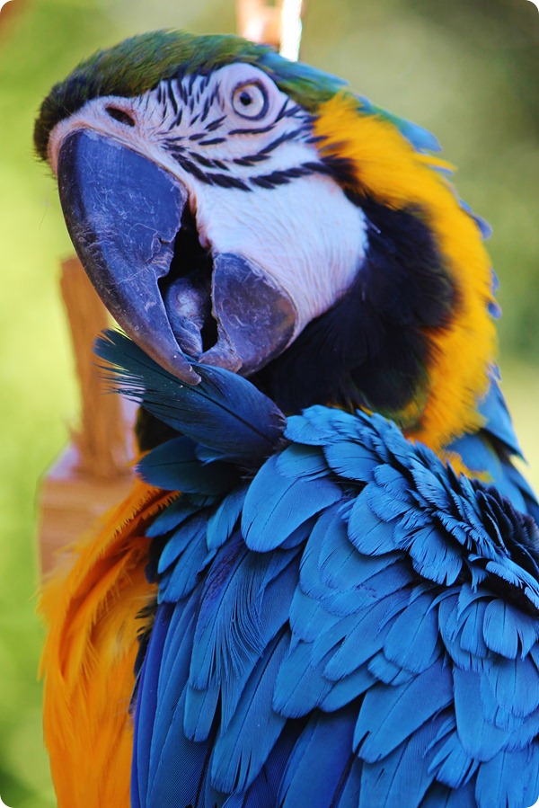 Zoo8 348