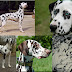 Information about dotted dogs