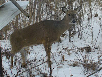 Hard to see, but this deer has a missing left rear foot