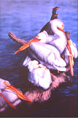 Pelicans