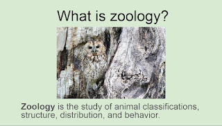 Zoology definition with photo of an owl camouflaged in a tree