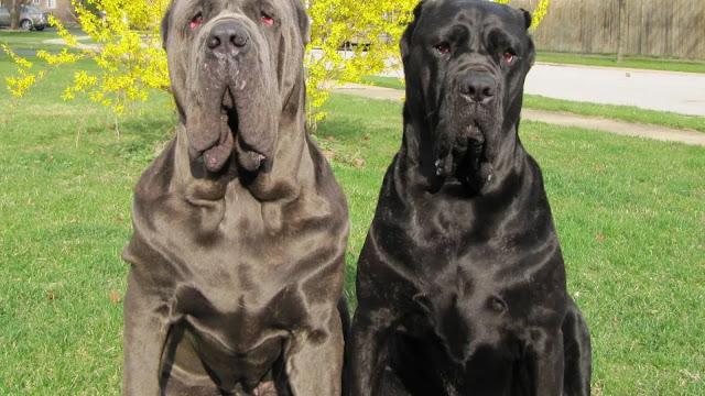 Neapolitan Mastiff