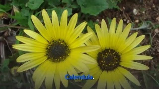 Calendula is one of the most well known and versatile herbs in Western herbal medicine. The bright orange petals are an excellent remedy for inflamed and angry skin, their antiseptic and healing properties helping to prevent the spread of infection and speed up the rate of repair. Calendula is also a cleansing and detoxifying herb, and the infusion and tincture are used to treat chronic infections.