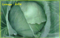cabbage vegetable seeds India