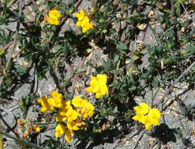 tiny yellow pea relatives