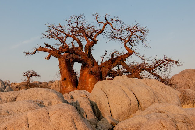 Baobab rock