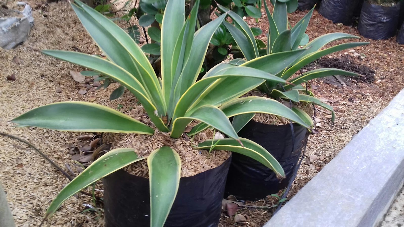 Jual pohon agave siklok TUKANG TAMAN BOGOR JASA 