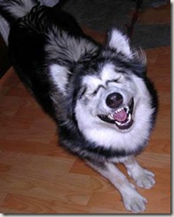 SmilingDog2