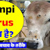 Lampi Virus क्या है? इससे बचाव कैसे करें?