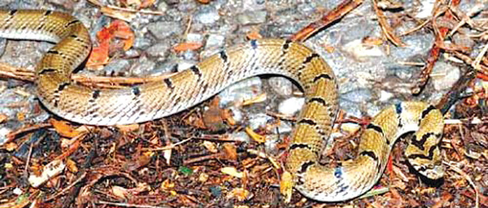 Snakes of Medical Importance in Nepal