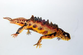 great crested newt