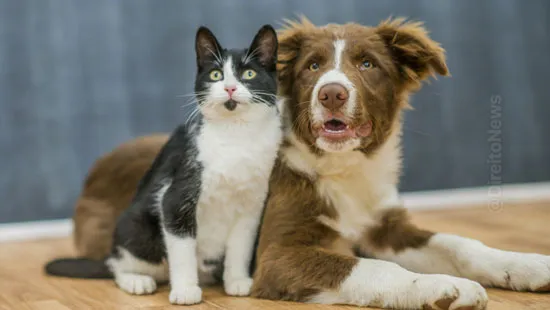 projeto regulamenta guarda animal estimacao apos fim casamento uniao estavel