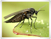 Gnat Animal Pictures