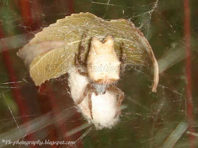 Spider With Egg Sac