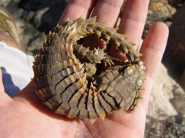 armadillo lizard, armadillo lizard pictures, cordylus cataphractus, amazing lizard, dragon lizard, tiny dragon, little dragon, amazing creatures