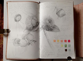 Eucalyptus formosa sketchbook pages 