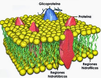 Membrana plasmática celular