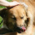 Animal Reiki - How Can Animal Reiki Improve Both Your Animals' As Well As Your Own Wellbeing?