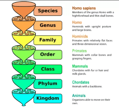 Binomial system of nomenclature