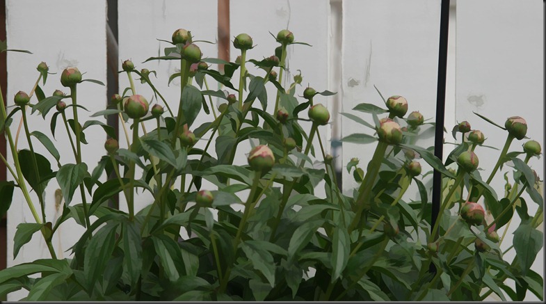 Blooms to come Peony painting