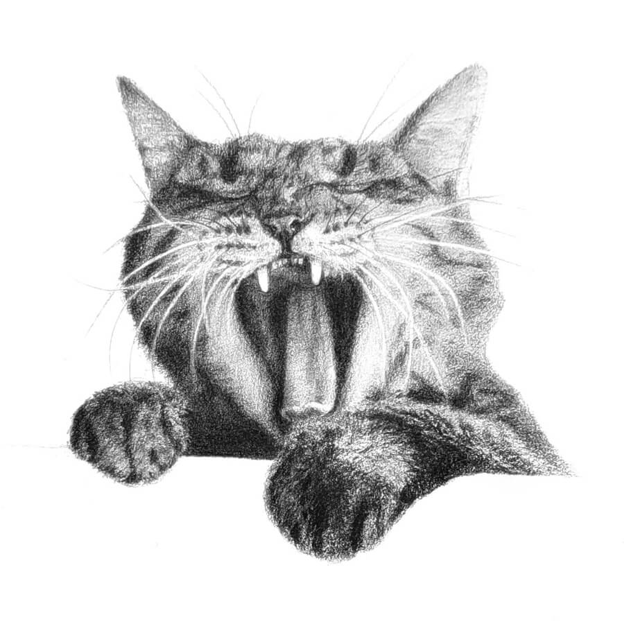 10-Cat-yawning-Animal-Drawings-Marina-GE-www-designstack-co