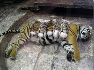 Tiger and piglets