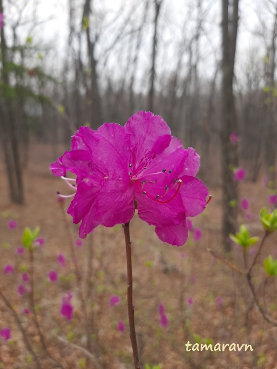 Рододендрон остроконечный (Rhododendron mucronulatum)