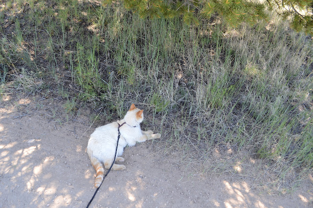 sitting in the shade