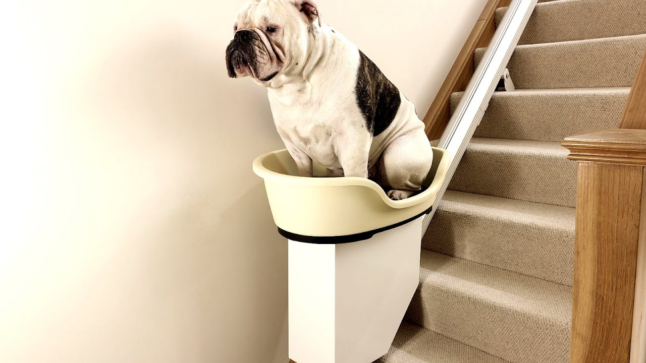 Dog Stair Lift