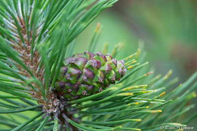 Pinus mugo - Dwarf Mountain Pine care and cultivation