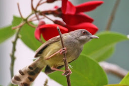 Cara Melihat Ciri Burung Ciblek Kristal - Bar-winged Prinia