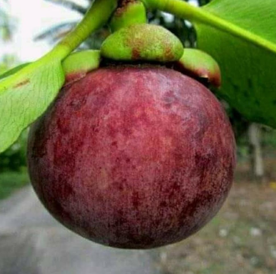 jual bibit buah manggis sambung tanaman okulasi berkualitas unggul Depok