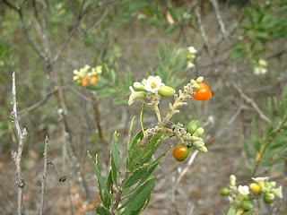 Flor y fruto de torvisco. Flora Huebra-Yeltes