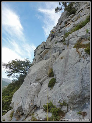 Castro Candillejas, Asturcones