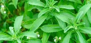 الستيڤيا السكرية أو ظِلَم (باللاتينية: Stevia rebaudiana) (بالإنجليزية: Sugar bush)‏ هي نوع نباتي شبه استوائي يستخدم لإنتاج سكر قليل السعرات.
