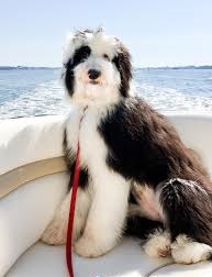 Giant Sheepadoodle Temperament