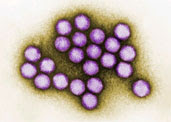 Partikel adenovirus bawah elektron mikroskop