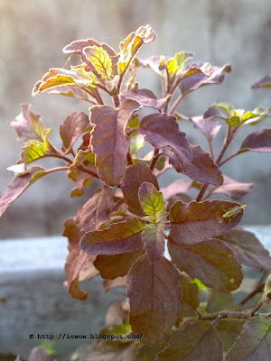 Holy basil,Ocimum tenuiflorum