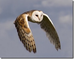 owl