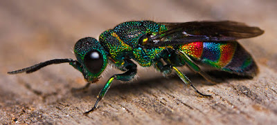 Amazing Colourful Bee Insects Wallpapers In Hight Quality For Android