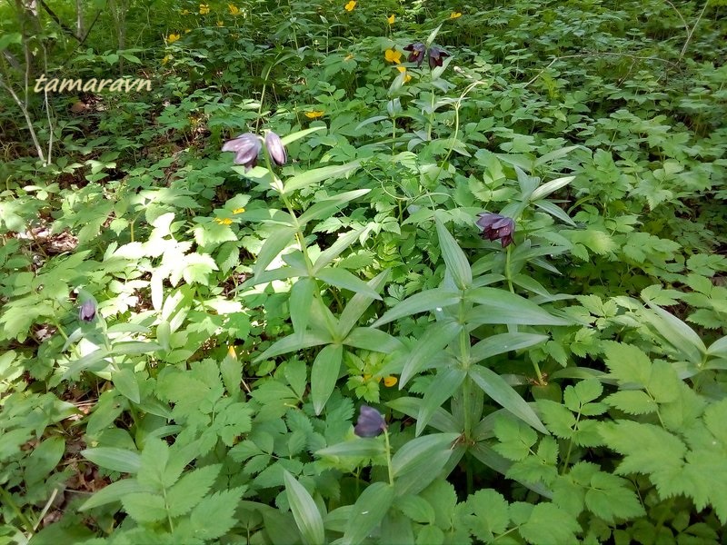 Рябчик камчатский (Fritillaria camschatcensis)