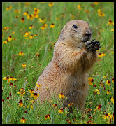 Sneezeweed was in abundance around Prairie Dog Town and the burrowing . (dsc )